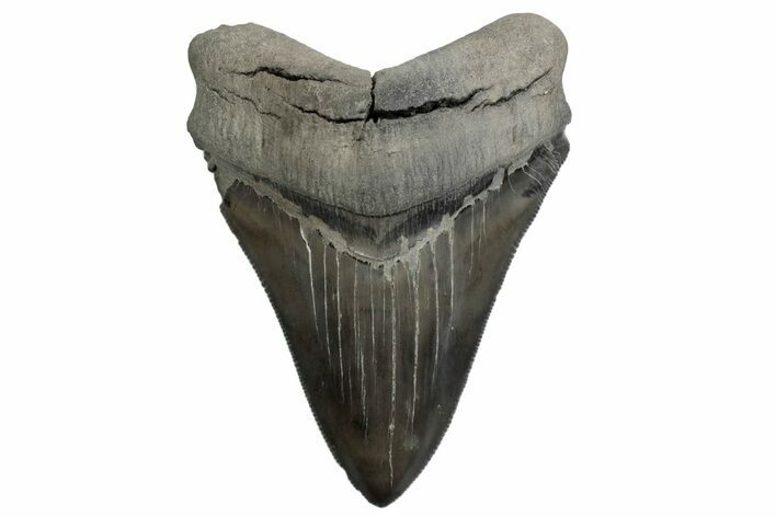Sharply Serrated Chubutensis Tooth - Megalodon Ancestor #380157
